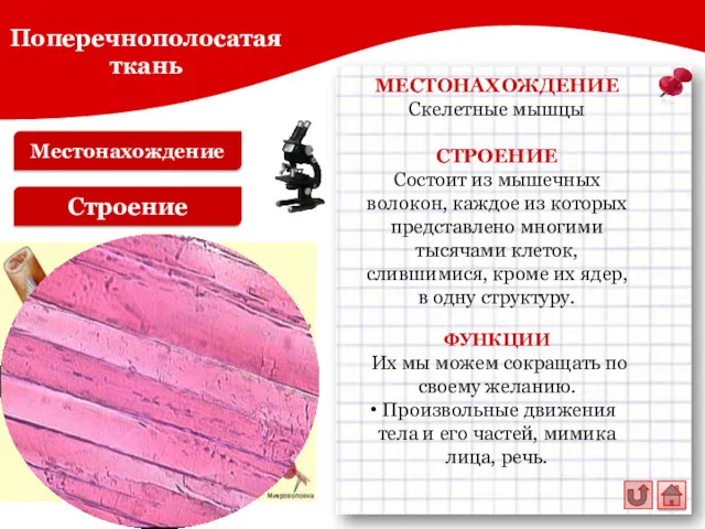 Местонахождение Строение МЕСТОНАХОЖДЕНИЕ Скелетные мышцы СТРОЕНИЕ Состоит из мышечных волокон,