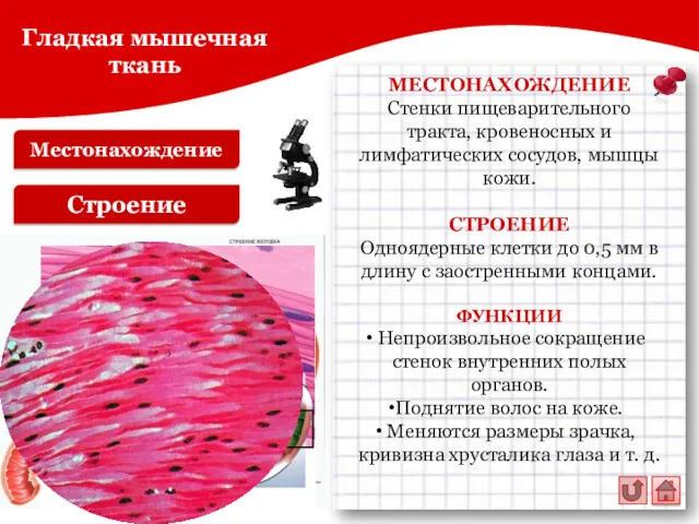 Местонахождение Строение МЕСТОНАХОЖДЕНИЕ Стенки пищеварительного тракта, кровеносных и лимфатических сосудов,