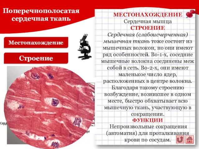 Местонахождение Строение МЕСТОНАХОЖДЕНИЕ Сердечная мышца СТРОЕНИЕ Сердечная (слабоисчерченная) мышечная ткань