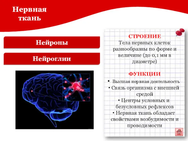 Нейроны Нейроглии СТРОЕНИЕ Тела нервных клеток разнообразны по форме и