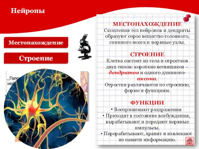 Местонахождение Строение МЕСТОНАХОЖДЕНИЕ Скопления тел нейронов и дендриты образуют серое