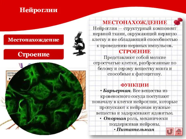 Местонахождение Строение МЕСТОНАХОЖДЕНИЕ Нейроглия — структурный компонент нервной ткани, окружающий