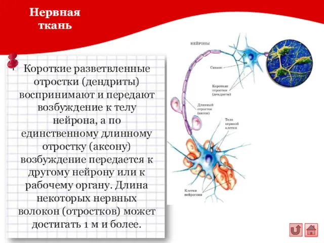 Нервная ткань Короткие разветвленные отростки (дендриты) воспринимают и передают возбуждение