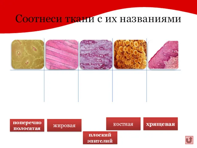 Соотнеси ткани с их названиями жировая хрящевая поперечнополосатая костная плоский эпителий