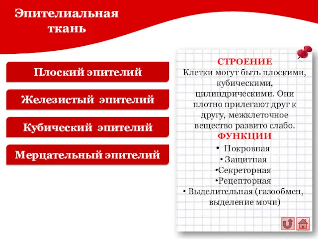 Плоский эпителий Эпителиальная ткань Железистый эпителий Кубический эпителий Мерцательный эпителий