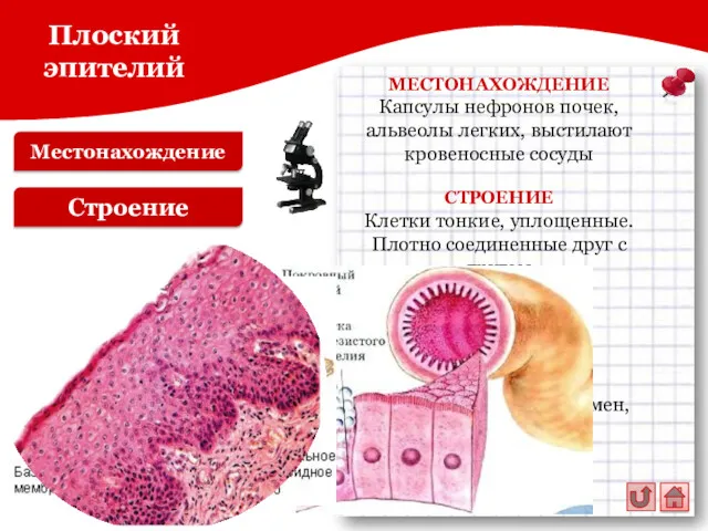 Местонахождение Плоский эпителий Строение МЕСТОНАХОЖДЕНИЕ Капсулы нефронов почек, альвеолы легких,