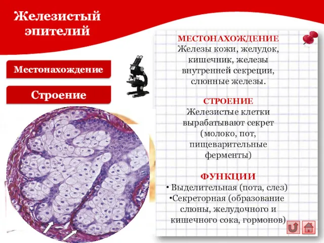 Местонахождение Железистый эпителий Строение МЕСТОНАХОЖДЕНИЕ Железы кожи, желудок, кишечник, железы