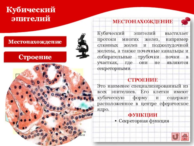 Местонахождение Кубический эпителий Строение МЕСТОНАХОЖДЕНИЕ Кубический эпителий выстилает протоки многих