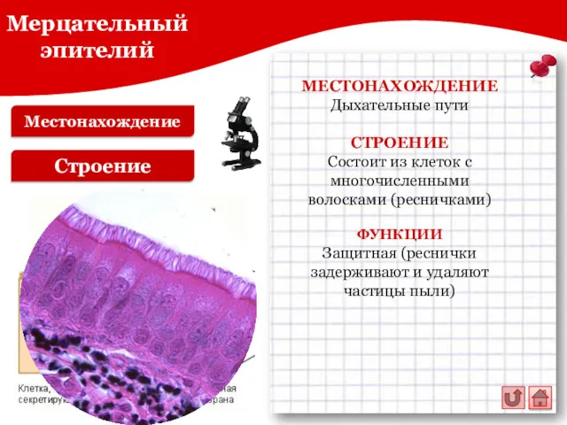 Местонахождение Мерцательный эпителий Строение МЕСТОНАХОЖДЕНИЕ Дыхательные пути СТРОЕНИЕ Состоит из