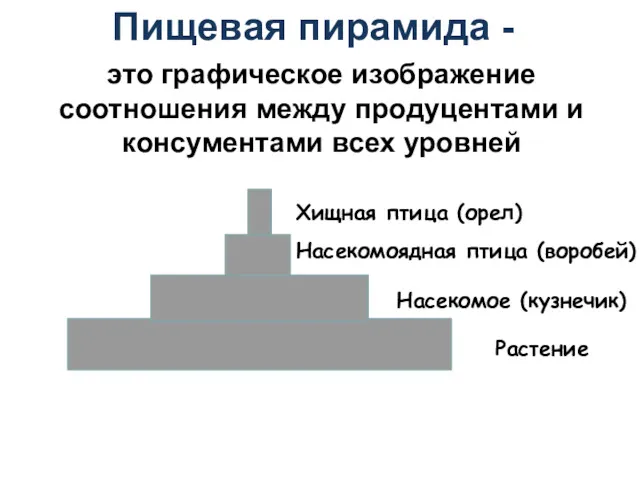 Пищевая пирамида - Растение Насекомое (кузнечик) Насекомоядная птица (воробей) Хищная