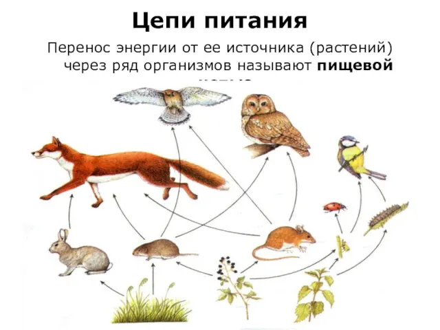 Цепи питания Перенос энергии от ее источника (растений) через ряд организмов называют пищевой цепью.