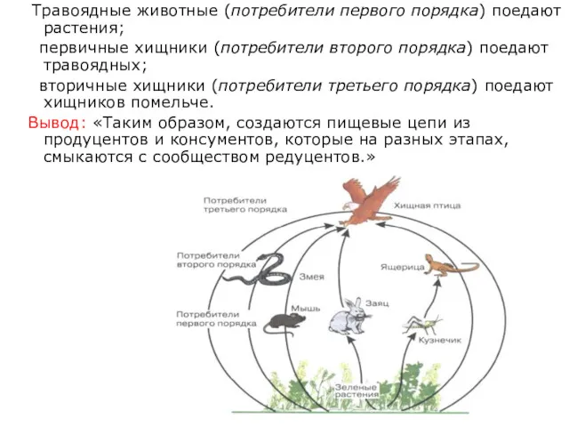 Травоядные животные (потребители первого порядка) поедают растения; первичные хищники (потребители