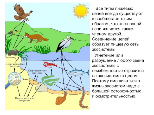 Все типы пищевых цепей всегда существуют в сообществе таким образом,