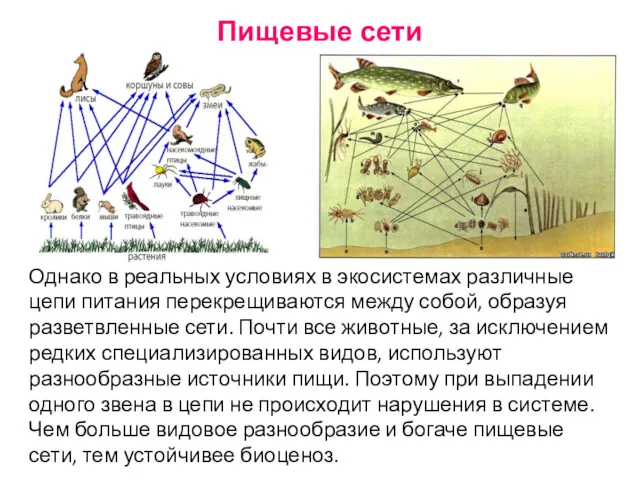 Однако в реальных условиях в экосистемах различные цепи питания перекрещиваются