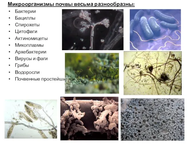 Микроорганизмы почвы весьма разнообразны: Бактерии Бациллы Спирохеты Цитофаги Актиномицеты Микоплазмы