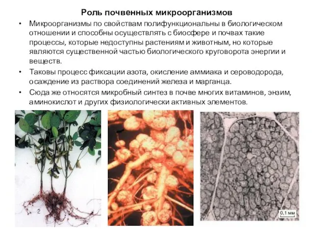 Роль почвенных микроорганизмов Микроорганизмы по свойствам полифункциональны в биологическом отношении