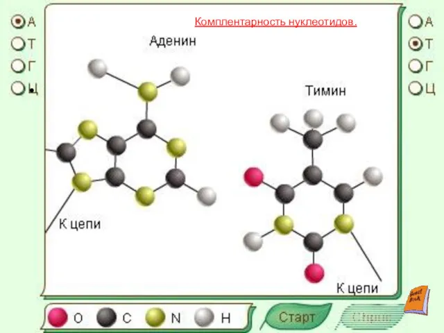 Комплентарность нуклеотидов.