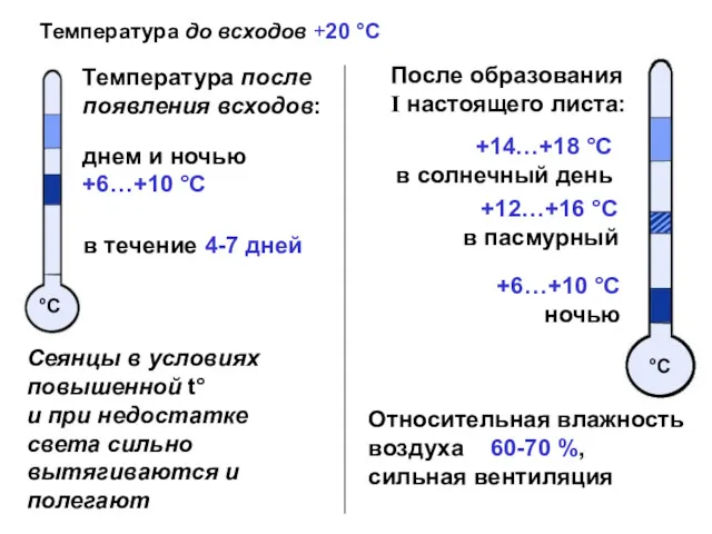 Температура после появления всходов: °С днем и ночью +6…+10 °С