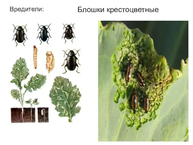 Блошки крестоцветные Вредители: