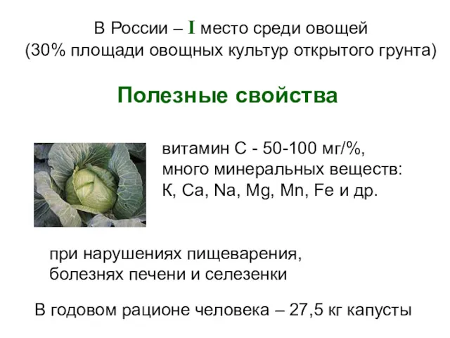 В России – I место среди овощей (30% площади овощных