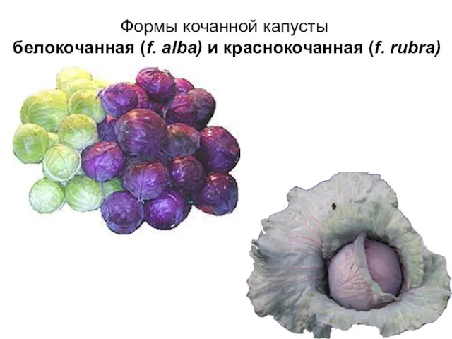 Формы кочанной капусты белокочанная (f. alba) и краснокочанная (f. rubra)