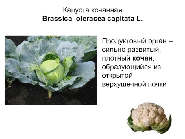 Капуста кочанная Brassica oleracea capitata L. Продуктовый орган – сильно
