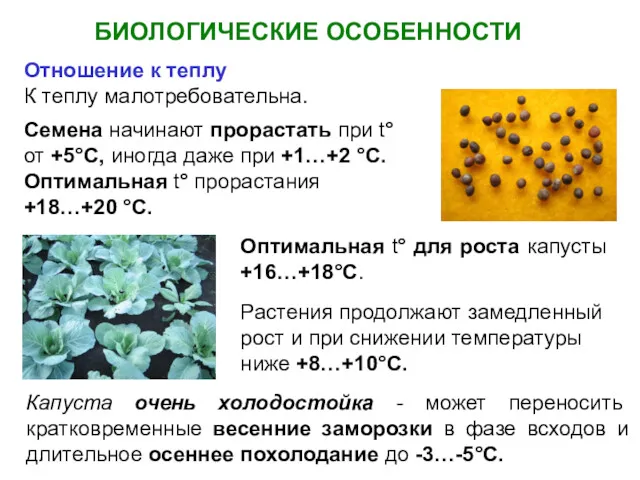 БИОЛОГИЧЕСКИЕ ОСОБЕННОСТИ Отношение к теплу К теплу малотребовательна. Семена начинают