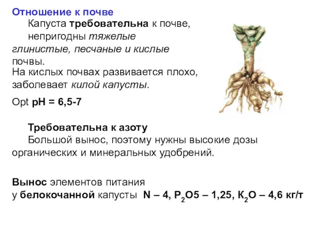 Капуста требовательна к почве, непригодны тяжелые глинистые, песчаные и кислые