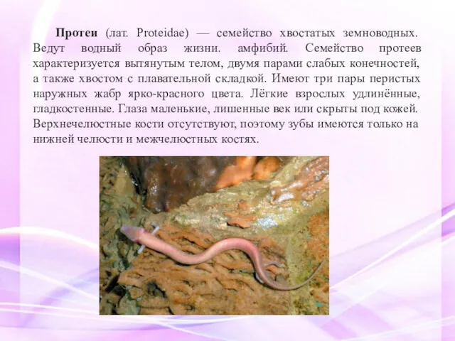 Протеи (лат. Proteidae) — семейство хвостатых земноводных. Ведут водный образ