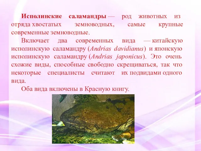 Исполинские саламандры — род животных из отряда хвостатых земноводных, самые