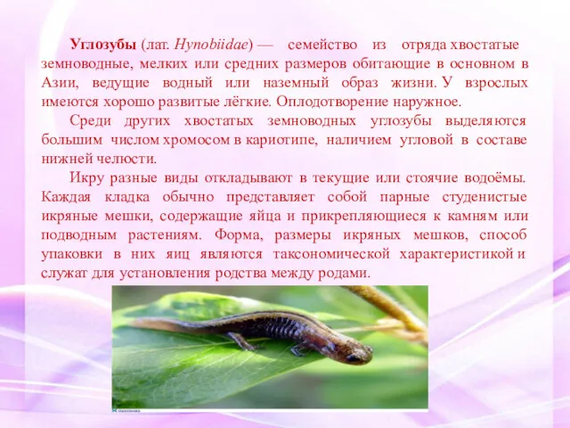 Углозубы (лат. Hynobiidae) — семейство из отряда хвостатые земноводные, мелких