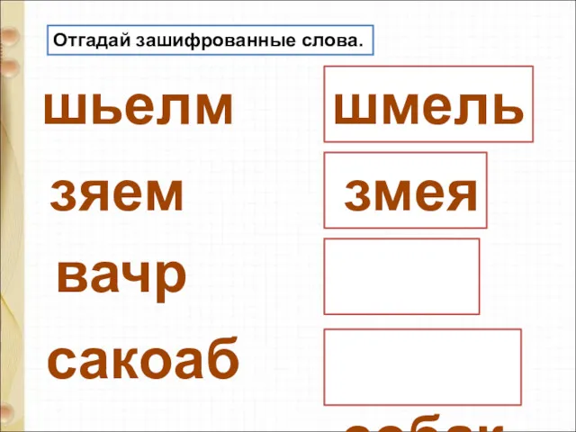 Отгадай зашифрованные слова. шьелм зяем вачр сакоаб шмель змея врач собака