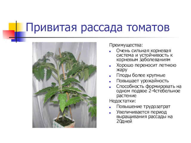 Привитая рассада томатов Преимущества: Очень сильная корневая система и устойчивость к корневым заболеваниям