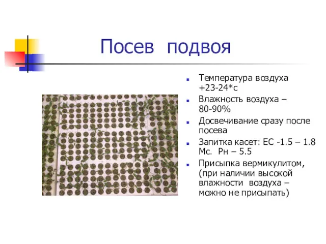 Посев подвоя Температура воздуха +23-24*с Влажность воздуха – 80-90% Досвечивание сразу после посева