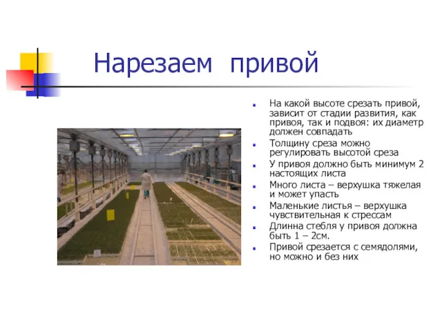 Нарезаем привой На какой высоте срезать привой, зависит от стадии развития, как привоя,