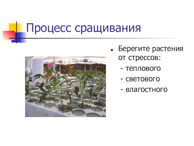 Процесс сращивания Берегите растения от стрессов: - теплового - светового - влагостного