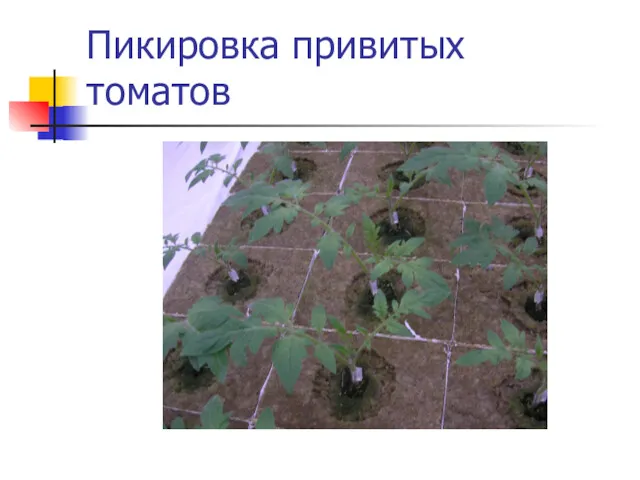 Пикировка привитых томатов