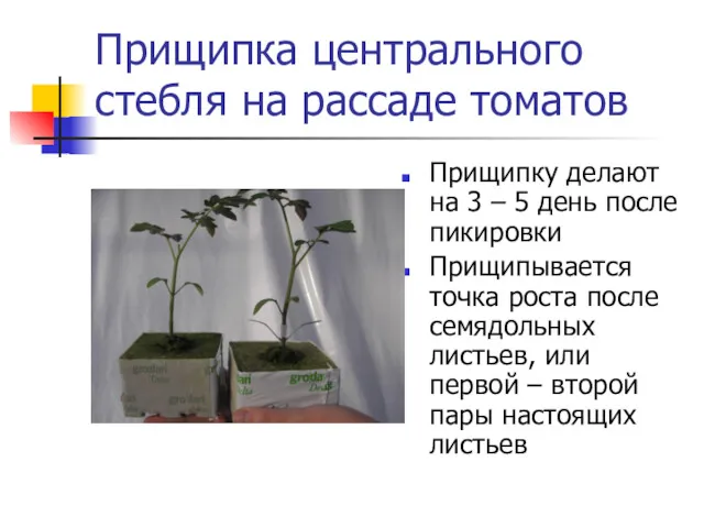 Прищипка центрального стебля на рассаде томатов Прищипку делают на 3 – 5 день