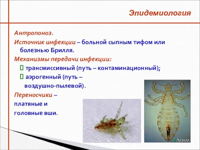 Антропоноз. Источник инфекции – больной сыпным тифом или болезнью Брилля. Механизмы передачи инфекции: