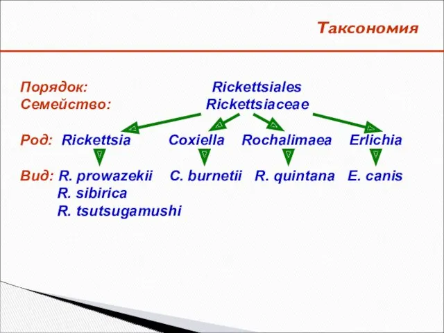 Таксономия Порядок: Rickettsiales Семейство: Rickettsiaceae Род: Rickettsia Coxiella Rochalimаea Erlichia