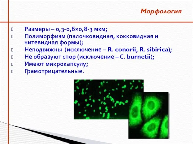 Размеры – 0,3-0,6×0,8-3 мкм; Полиморфизм (палочковидная, кокковидная и нитевидная формы);