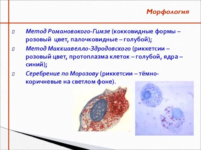 Метод Романовокого-Гимзе (кокковидные формы – розовый цвет, палочковидные – голубой);