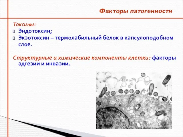 Токсины: Эндотоксин; Экзотоксин – термолабильный белок в капсулоподобном слое. Структурные