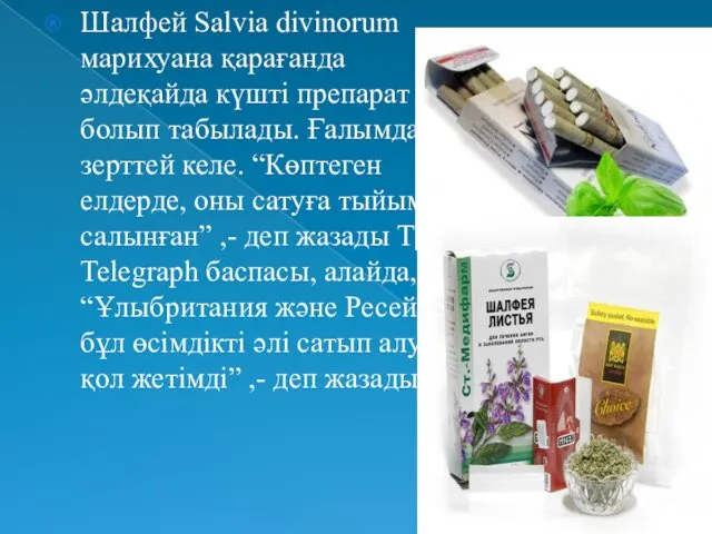 Шалфей Salvia divinorum марихуана қарағанда әлдеқайда күшті препарат болып табылады. Ғалымдар зерттей келе.