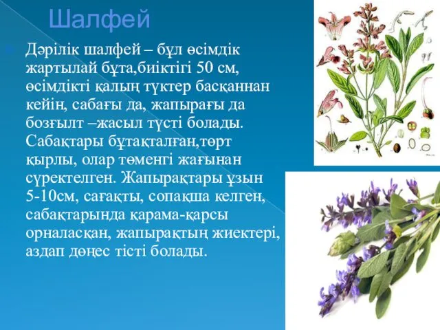 Шалфей Дәрілік шалфей – бұл өсімдік жартылай бұта,биіктігі 50 см,өсімдікті