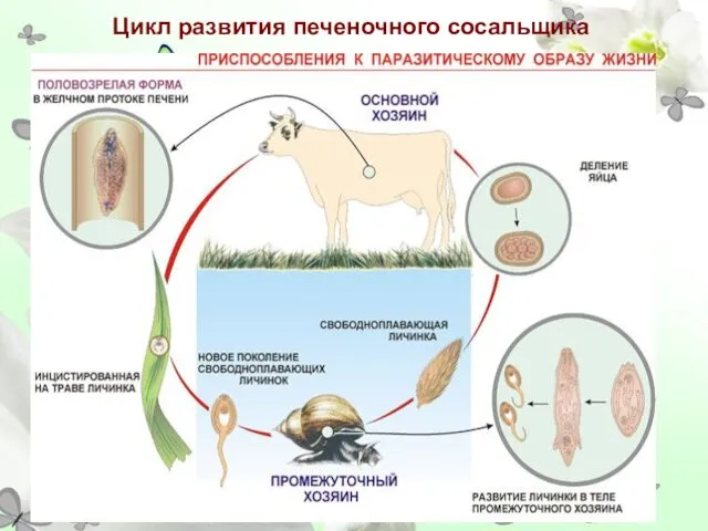 Цикл развития печеночного сосальщика