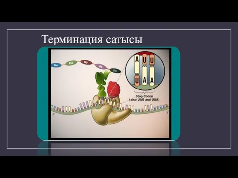 Терминация сатысы