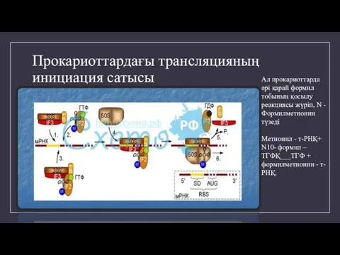 Прокариоттардағы трансляцияның инициация сатысы Ал прокариоттарда әрі қарай формил тобының