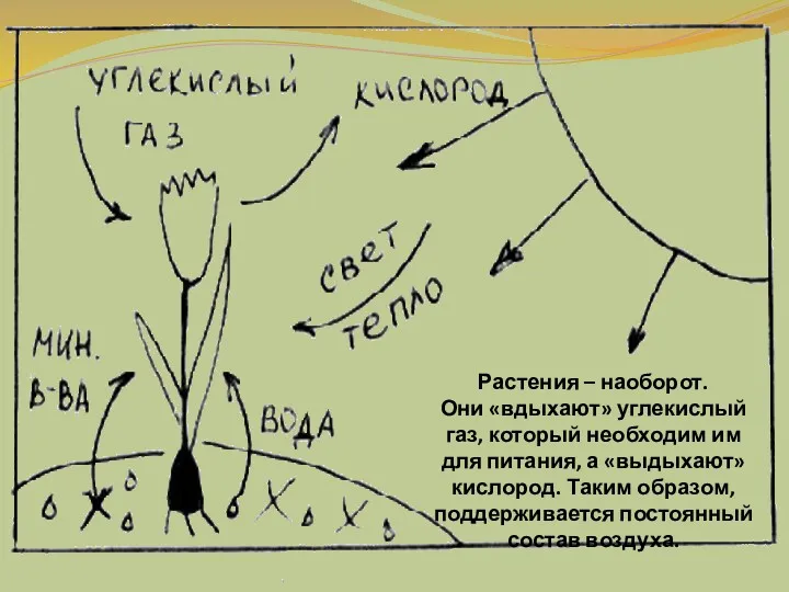 Растения – наоборот. Они «вдыхают» углекислый газ, который необходим им