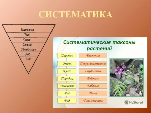 СИСТЕМАТИКА